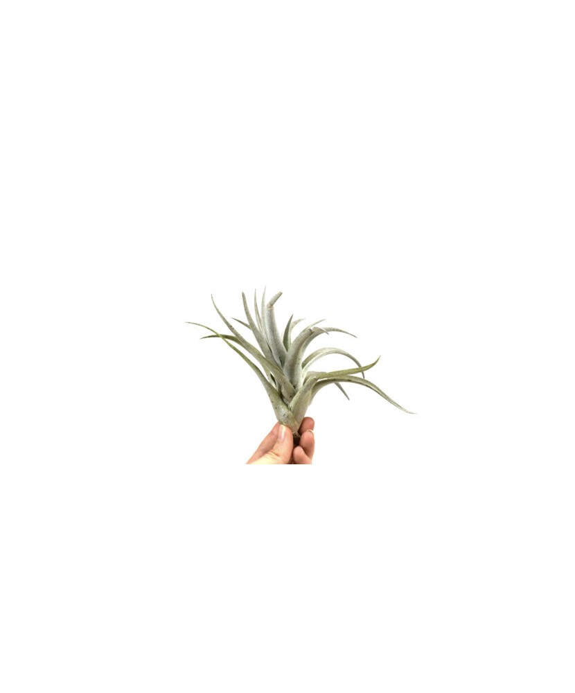 Plantă aeriana, Tillandsia HARRISII - medium