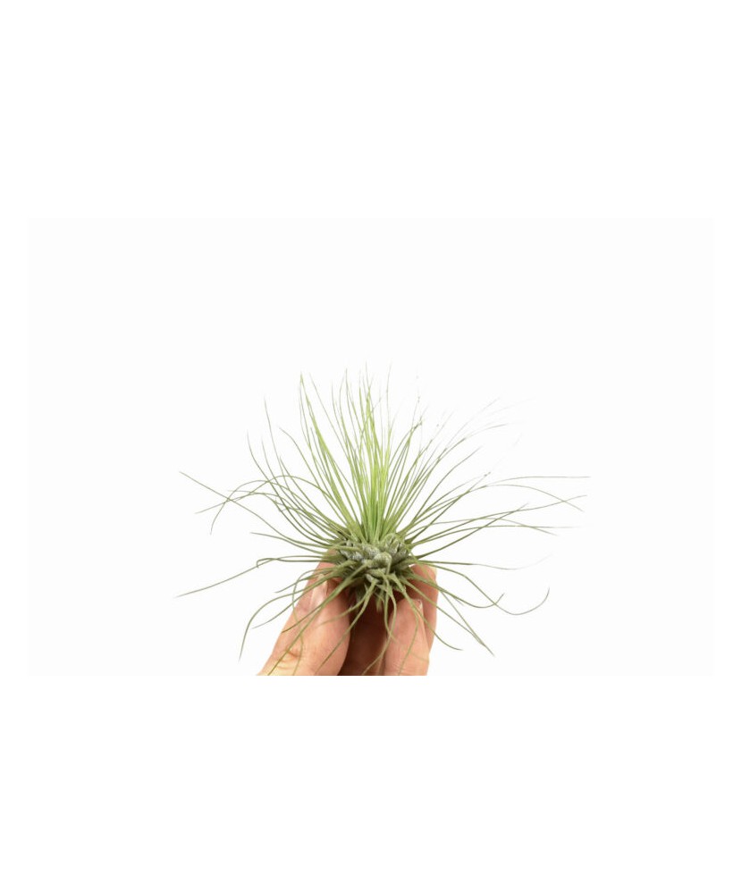 Plantă aeriana, Tillandsia Argentea