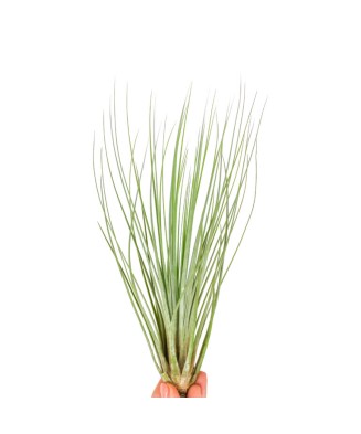 Plantă aeriana, Tillandsia Juncifolia - med