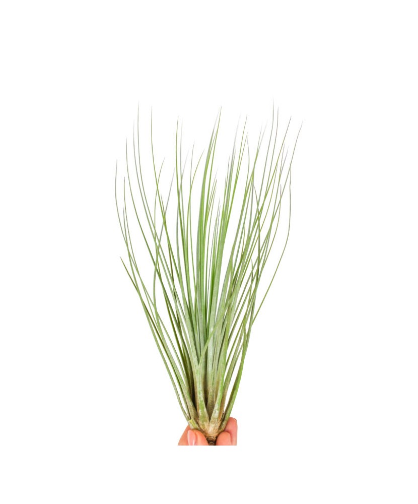 Plantă aeriana, Tillandsia Juncifolia - med