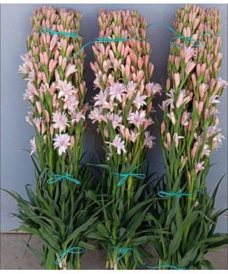 Bulbi Tuberoze Roz, 1 buc