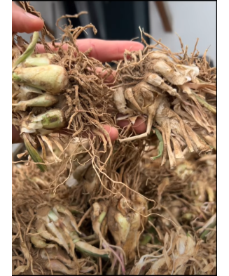 Bulbi Tuberoze Albe, 1 buc