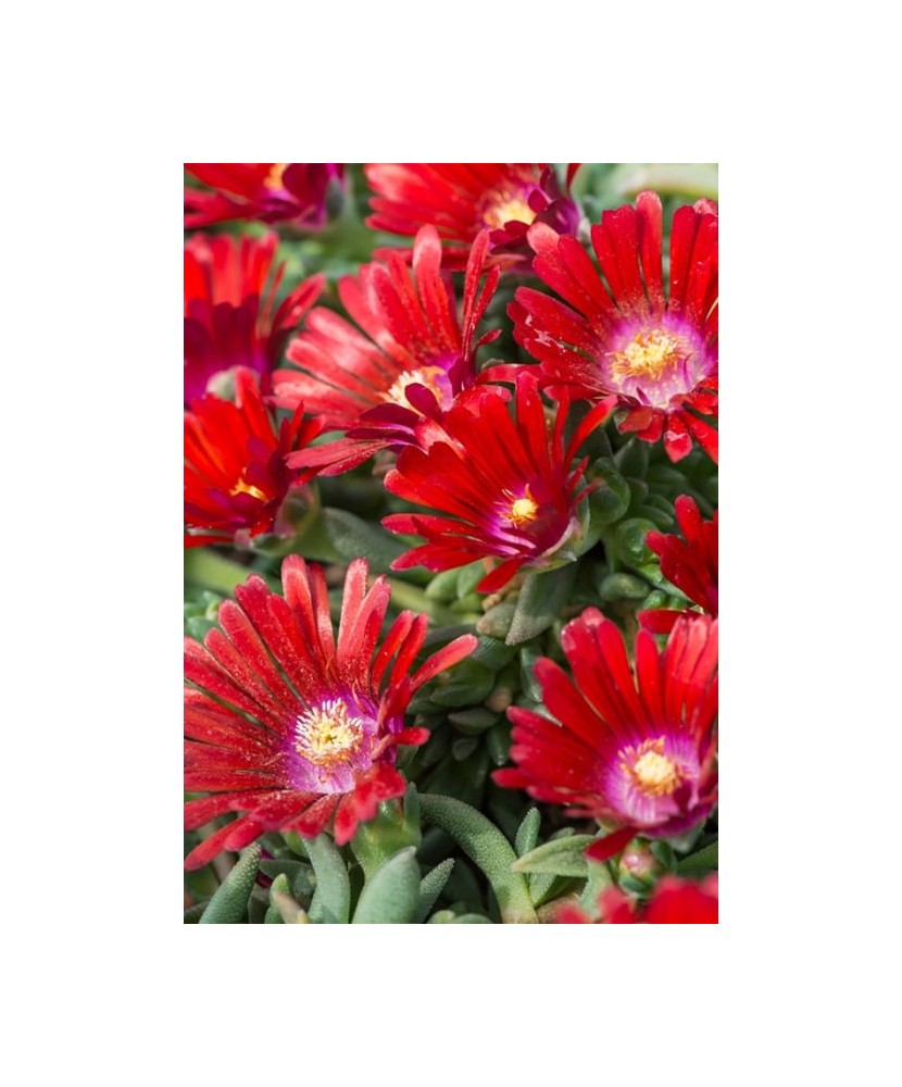 Plantă suculentă Delosperma ‘Sundella Red’ – ghiveci P12