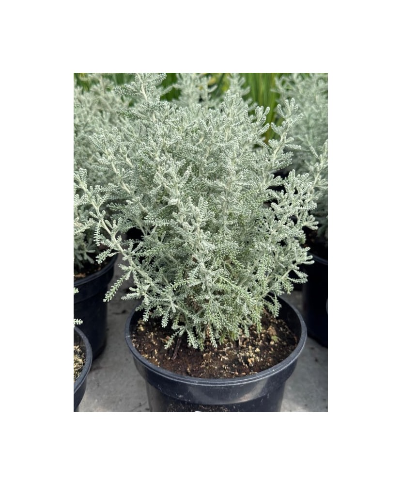 Plantă perenă Santolina Chamaecyparissus – ghiveci C1.5