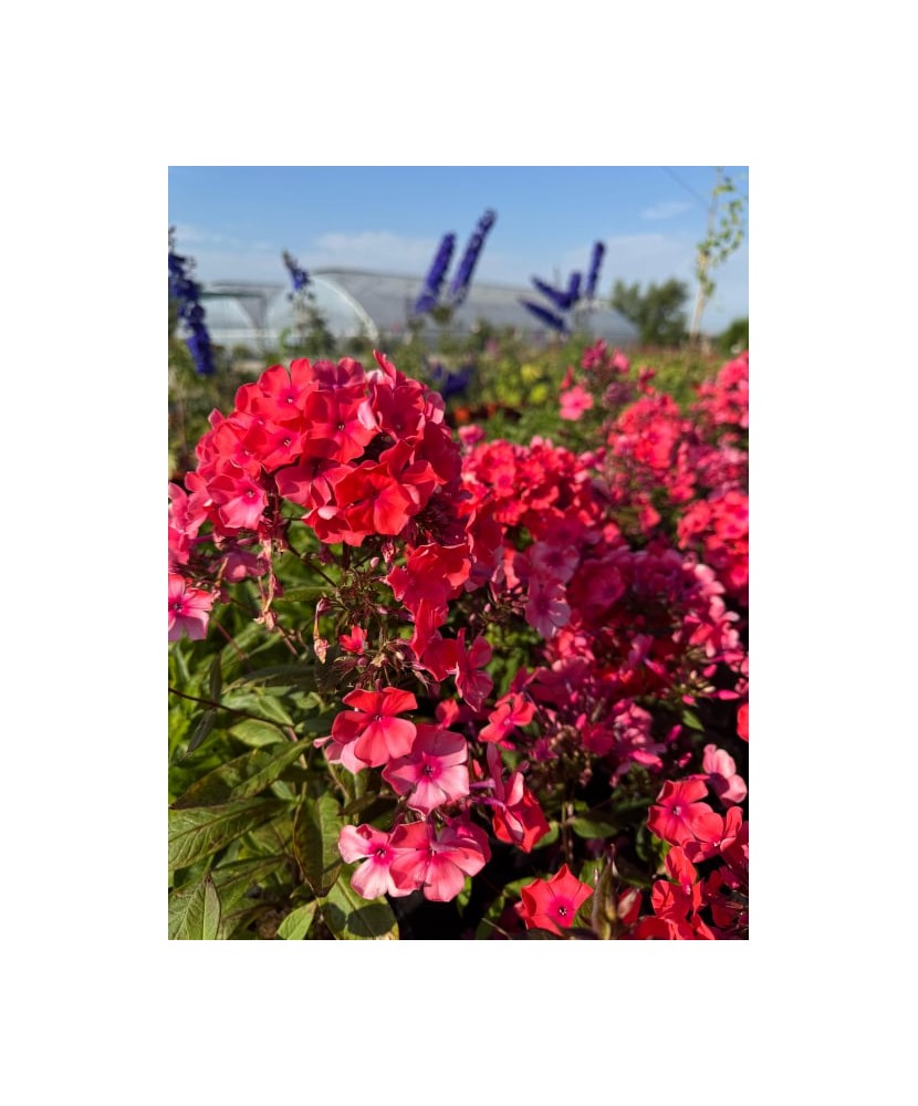 Plantă perenă Phlox ‘Spitfire’ – ghiveci P12