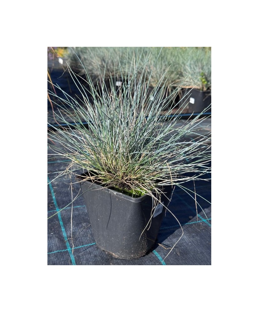 Iarbă decorativă Festuca ‘Elijah Blue’ – ghiveci C2