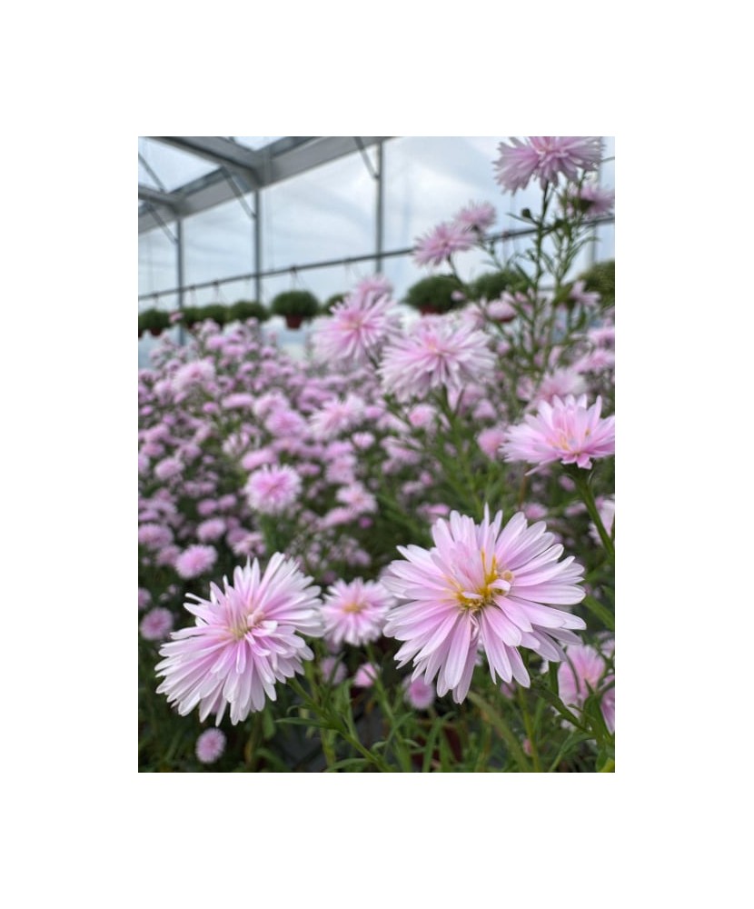 Plantă perenă Aster ‘Camilla’ – ghiveci P13