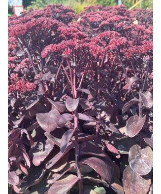 Plantă suculentă Sedum...