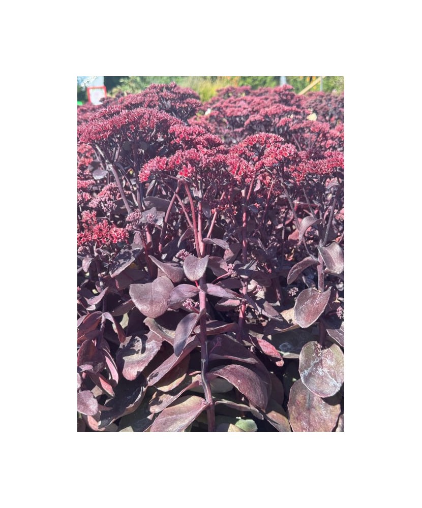 Plantă suculentă Sedum ‘Rock ’n’ Grow Back in Black’ – ghiveci C2