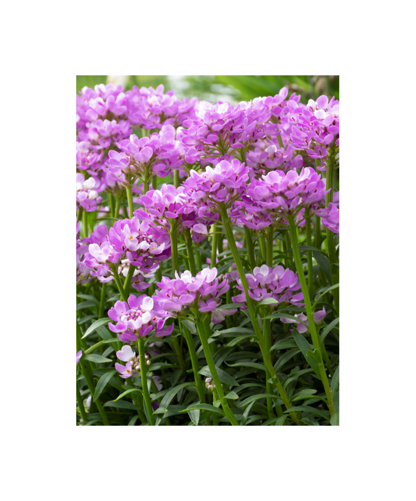 Plantă perenă Iberis ‘Absolutely Amethyst’ – ghiveci C2