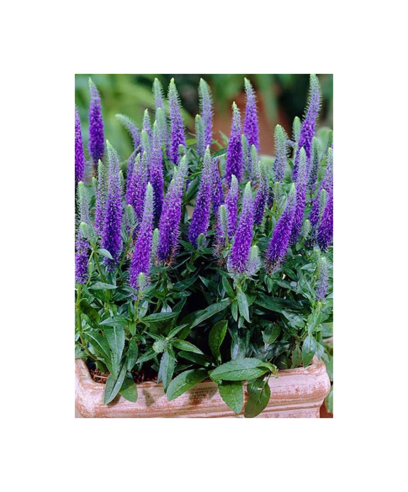 Plantă perenă Veronica ‘Ulster Blue Dwarf’ – ghiveci C1.5