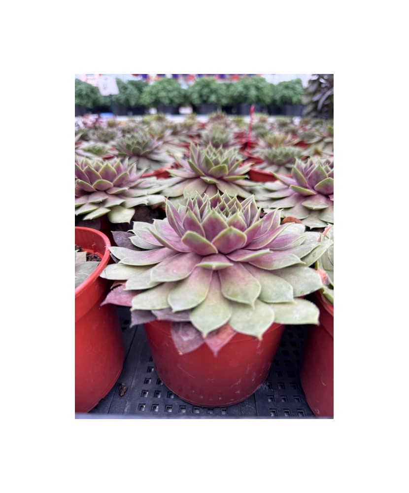Plantă suculentă Sempervivum ‘Bigsam Pink Pomelo’ – ghiveci P12