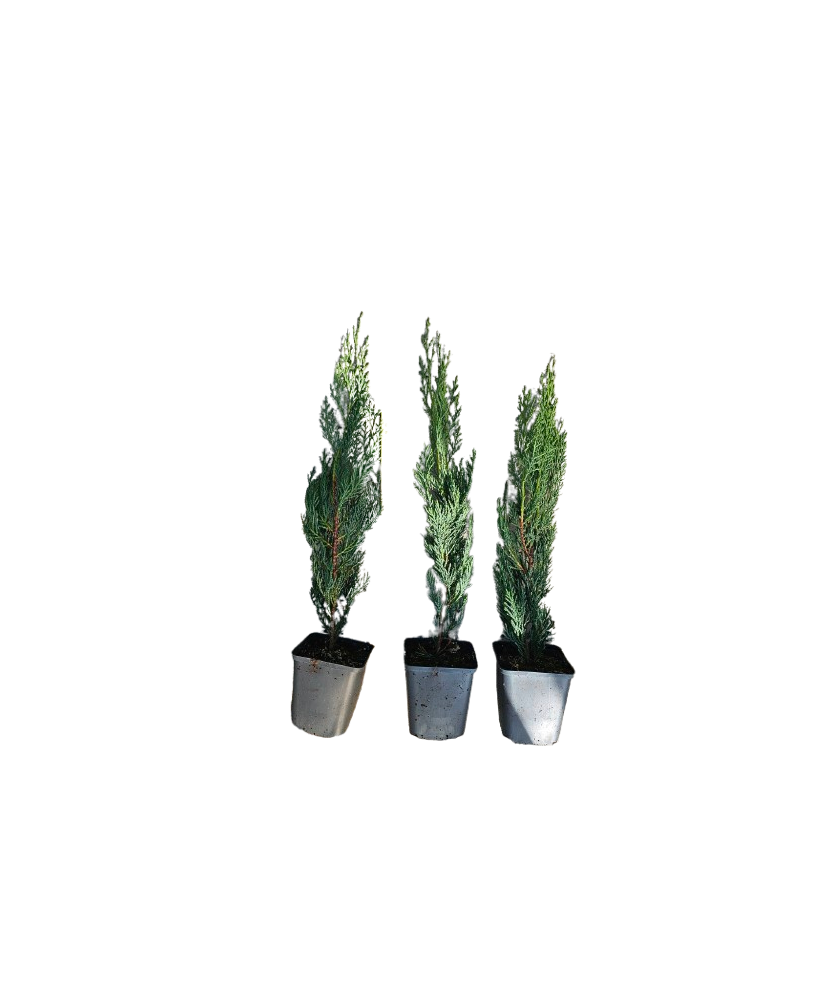 Planta, LEYLANDII 35CM, GHIVECI