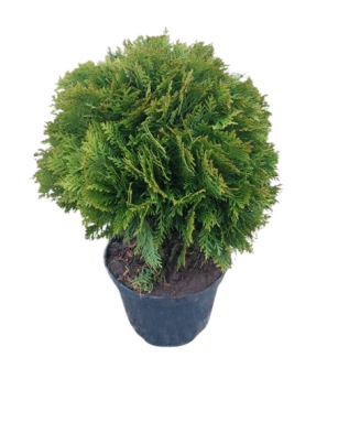 Planta, TUIA DANICA, ghiveci 17cm