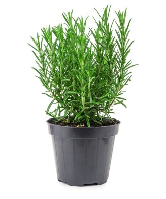 Planta aromatica, Rozmarin...