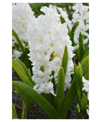 Pachet Mix Bulbi zambila, 18/19, 50 bulbi