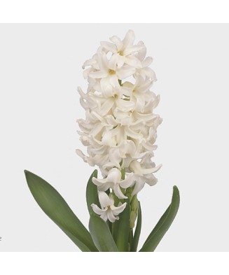 Pachet Mix Bulbi zambila, 18/19, 50 bulbi