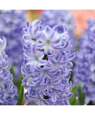 Pachet Mix Bulbi zambila, 18/19, 20 bulbi