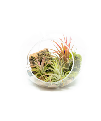 🌿 Terariu mare din sticlă 15cm, 3 plante aeriene Tillandsia Ionantha