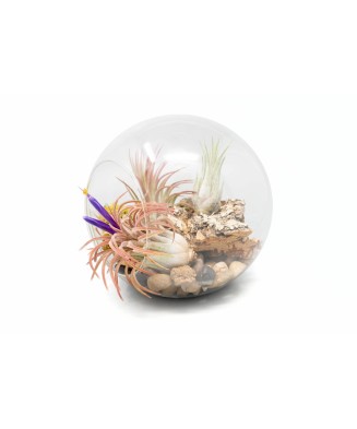 🌿 Terariu mare din sticlă 15cm, 3 plante aeriene Tillandsia Ionantha