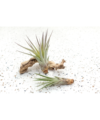 Planta aeriană Tillandsia Fasciculata - Mica