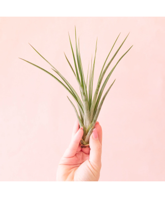 Planta aeriană Tillandsia Fasciculata - Mica