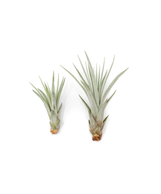Planta aeriană Tillandsia Fasciculata - Mare