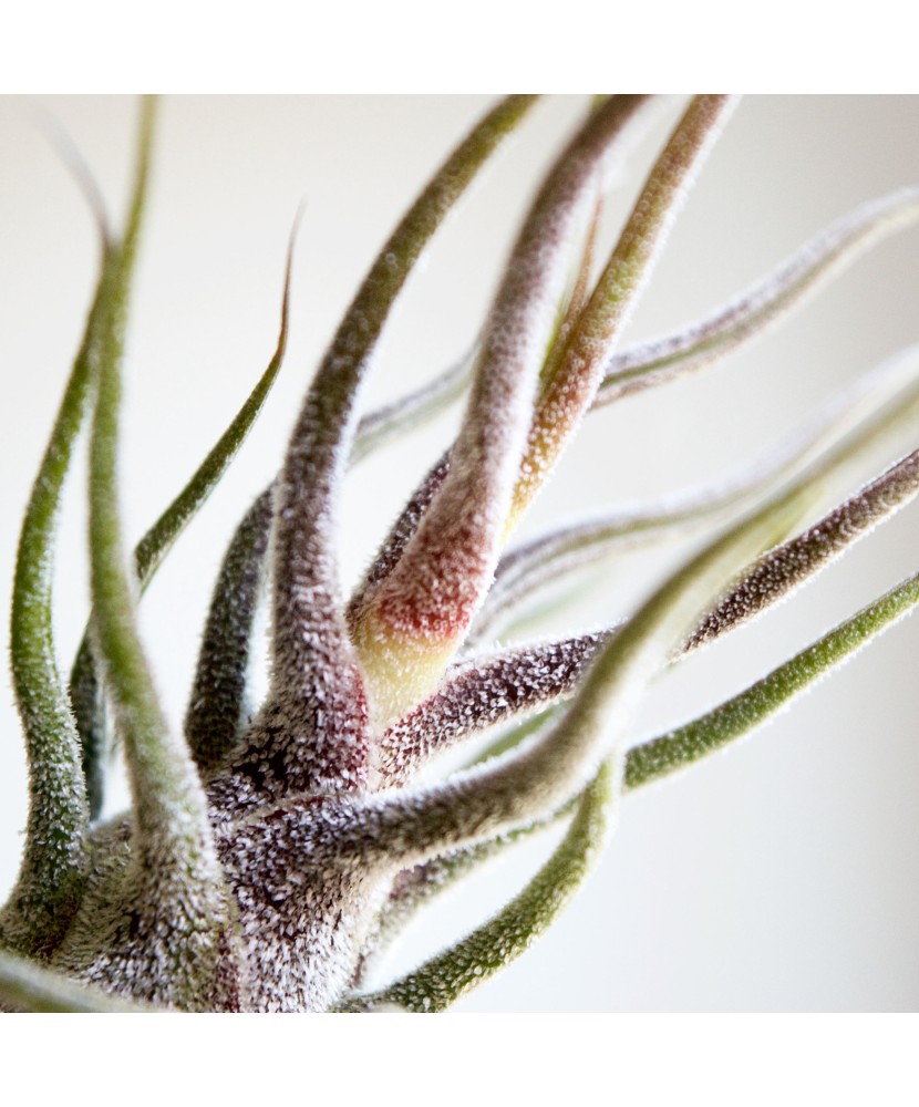 Planta aeriană Tillandsia Pruinosa Red