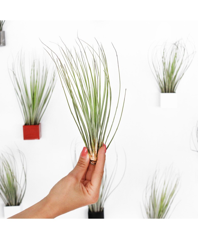 Plantă aeriana, Tillandsia Juncea Medie