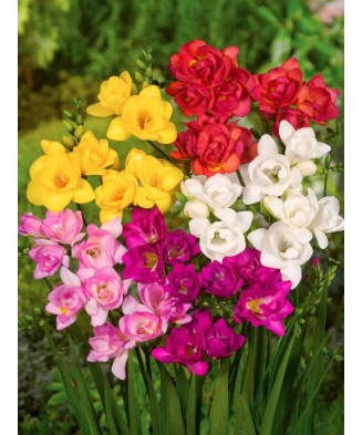 Bulbi Freesia Double Mixed, Frezia dubla mix, 10 bulbi, 5/6 N
