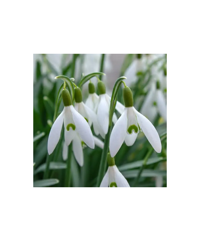 Bulbi Ghiocei Leucojum, Alb, 5 Bulbi