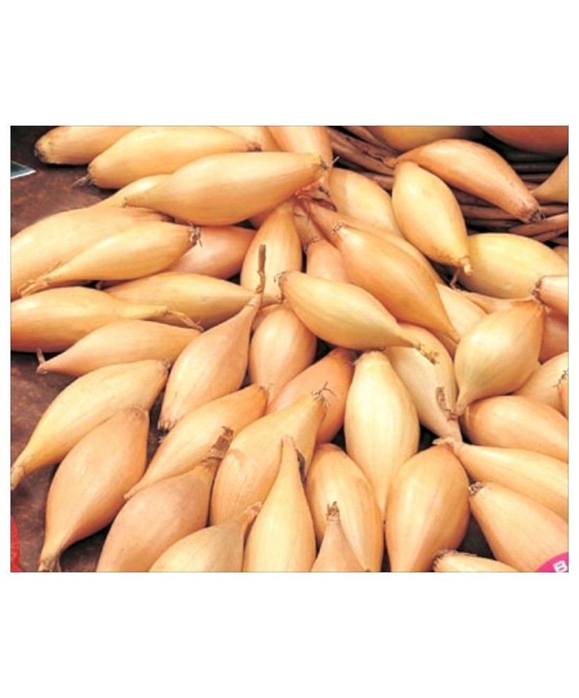 Bulbi Ceapa/Arpagic galben, Sturon 14/21mm, 1kg