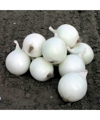 Arpagic Ceapa Alb, Snowball, 8/21mm, 0.500kg