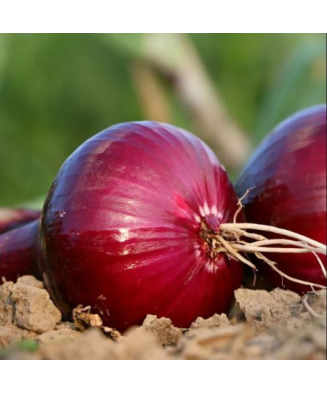 Bulbi Ceapa/Arpagic roșu 'Red Karmen', 1kg