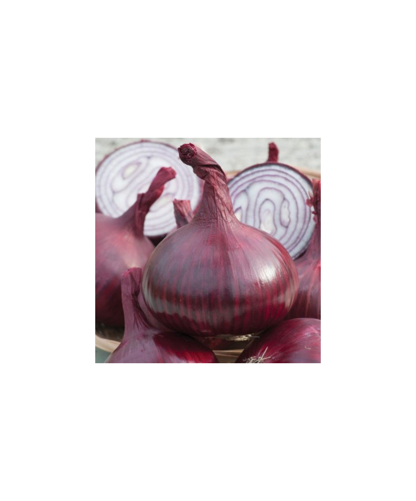 Bulbi Ceapa/Arpagic roșu 'Red Karmen', 1kg