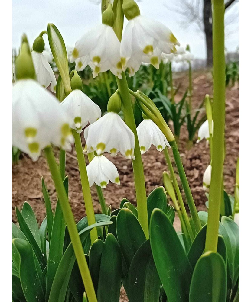Bulbi Ghiocei Dantelați, Alb – Pachet 3 Bulbi