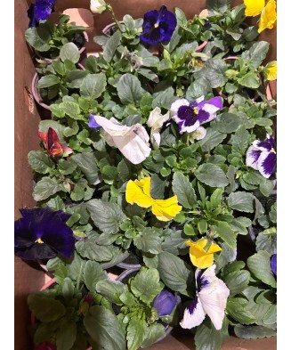 Planta Panseluta, Viola,...