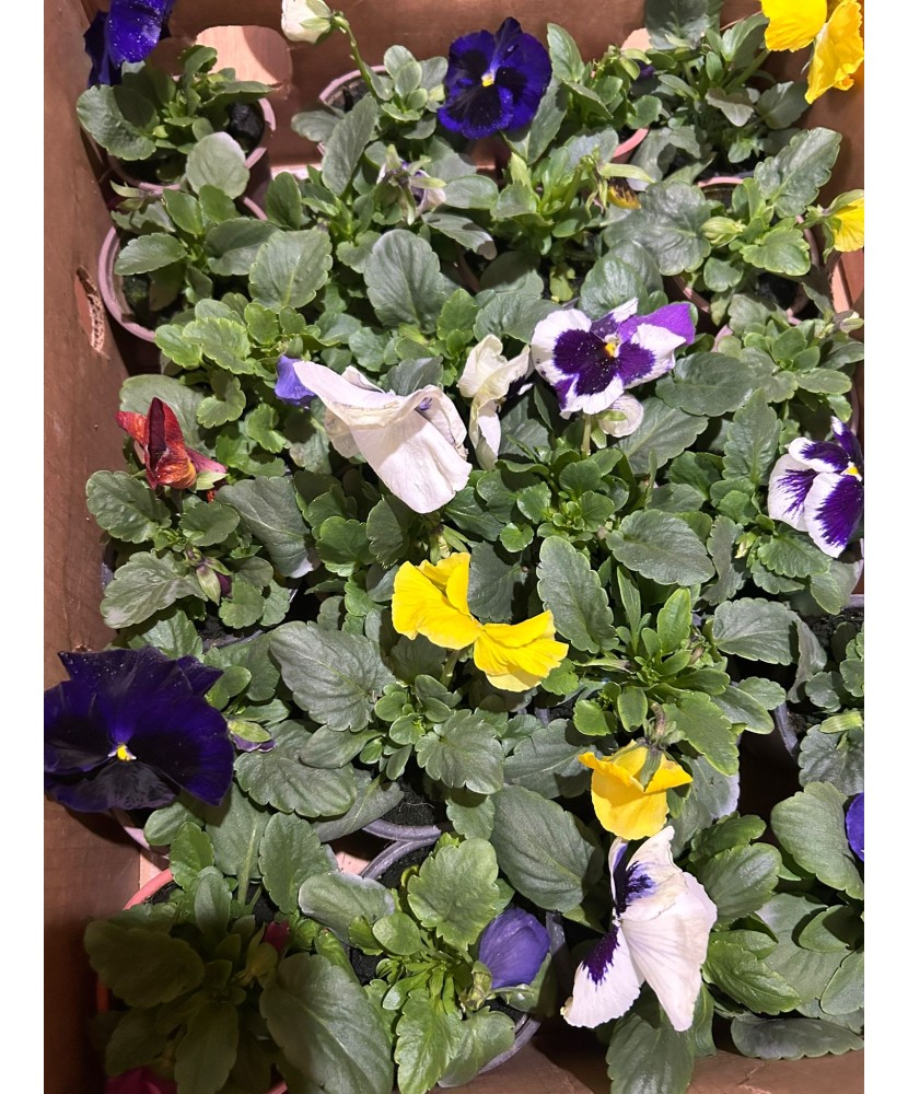 Planta Panseluta, Viola, Ghicevi P9