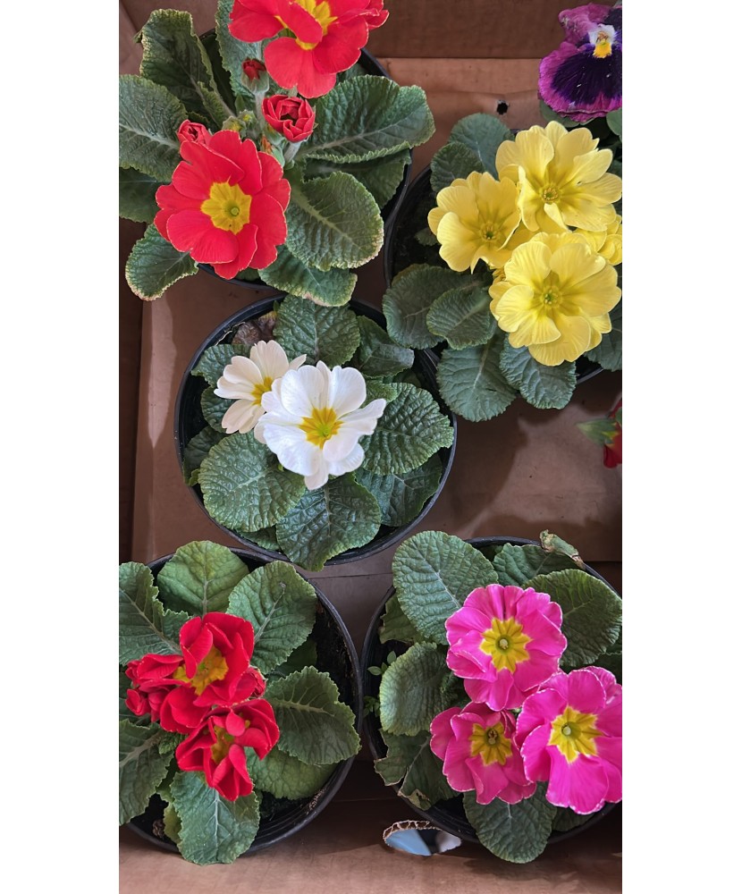 Primula multicolora, planta ghiveci 10cm
