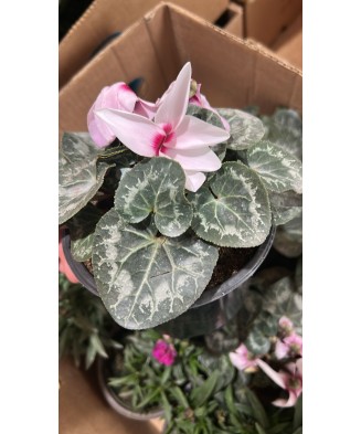 Cyclamen, planta ghiveci 12cm