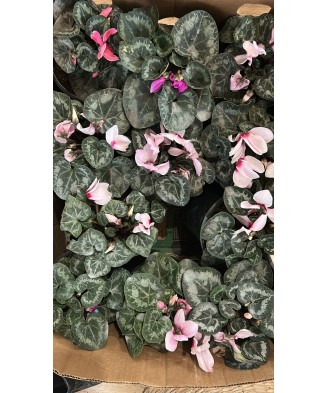 Cyclamen, planta ghiveci 12cm