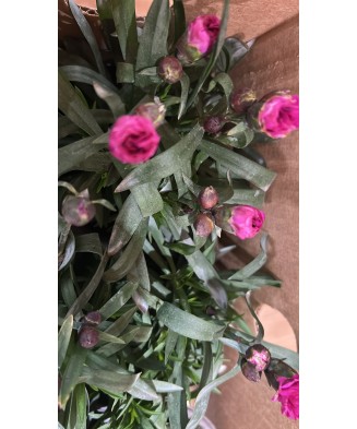 Garofita multicolora, planta ghiveci 12cm