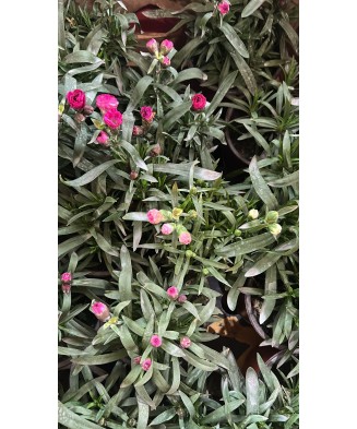 Garofita multicolora, planta ghiveci 12cm