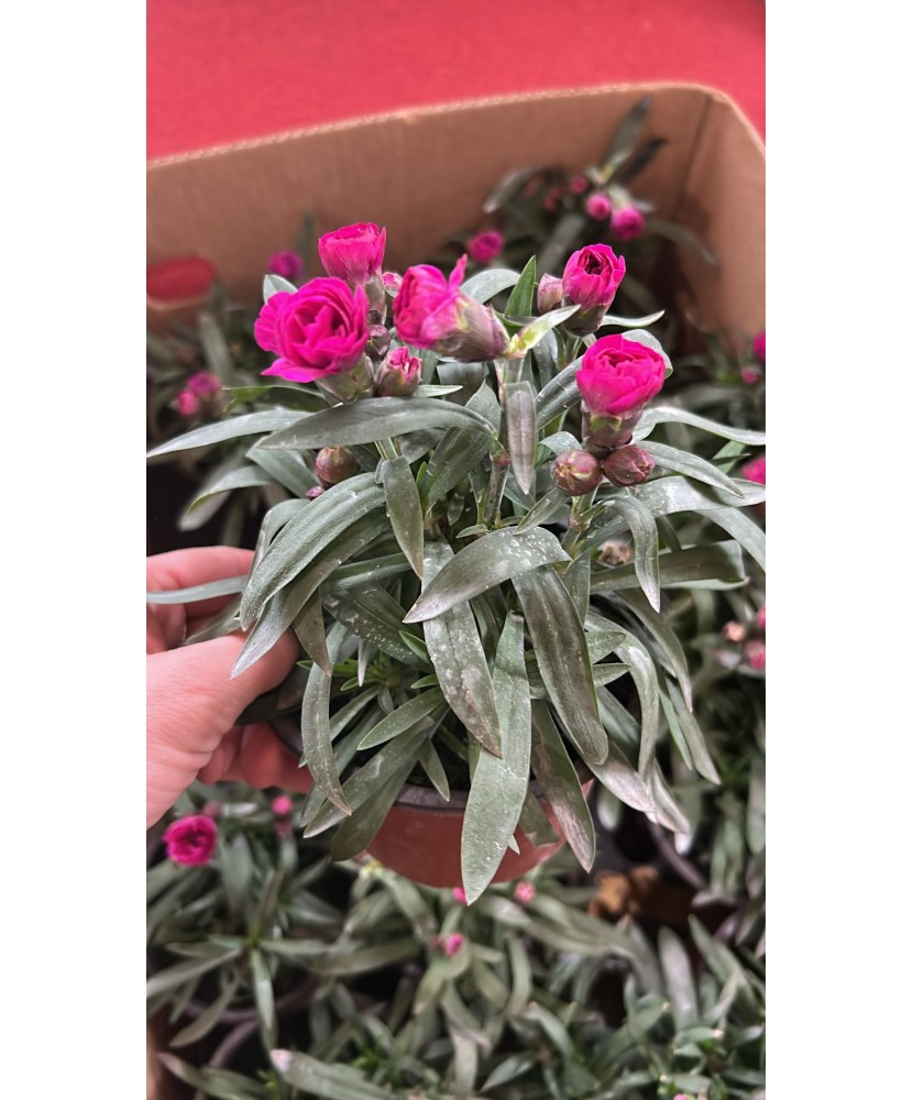 Garofita multicolora, planta ghiveci 12cm