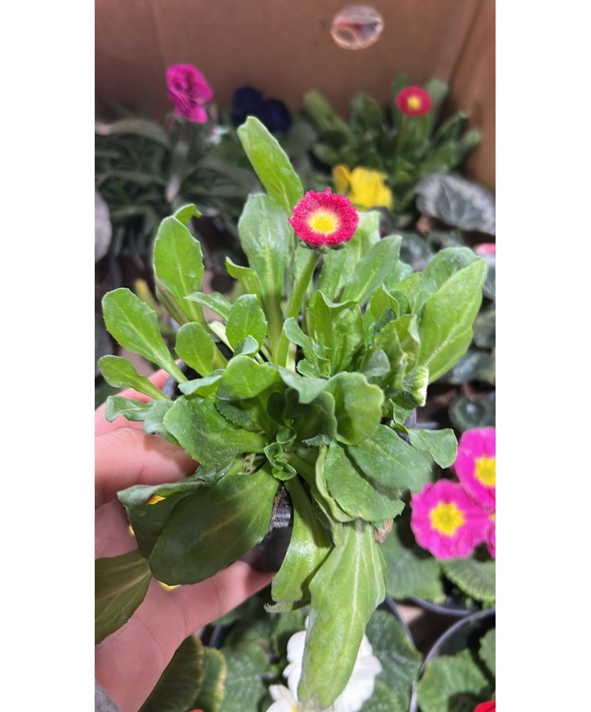 Bellis perennis BellaDaisy Mix, Banutei, Ghiveci P10