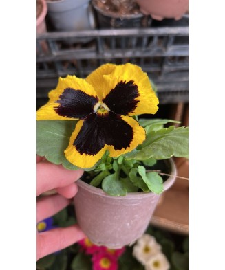 Planta Panseluta, Viola, Ghicevi P9