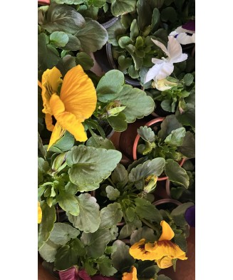 Planta Panseluta, Viola, Ghicevi P9