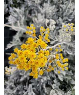 Plantă perenă Cineraria, Silverdust, Cineraria frunze decorative alb-cenusii, ghiveci P10