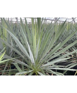 Plantă perenă, Yuca...