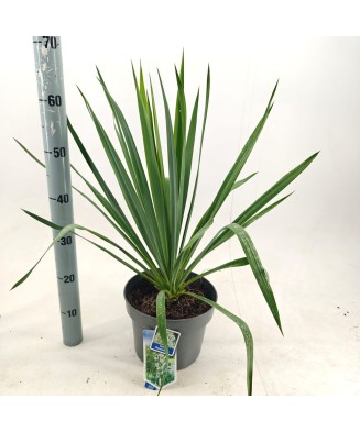 Plantă perenă, Yuca Filamentosa, ghiveci P14